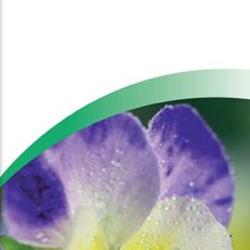 A.Vogel Viola Tricolor Drops